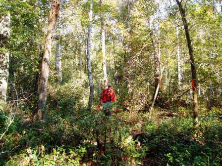 reference wetland