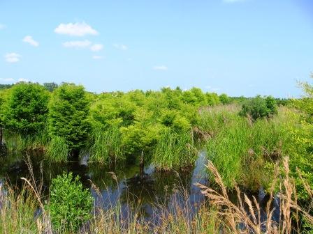 restored wetland view